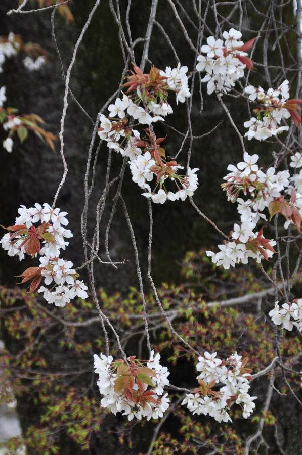 うす紅に葉はいち早く萌えいでて・・・２_b0163381_2022970.jpg