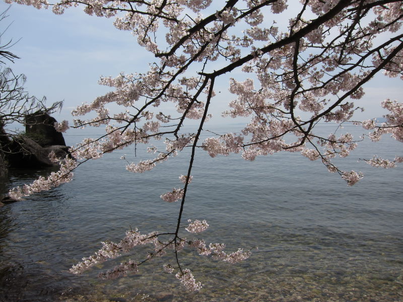 カヤックと桜に酔いしれて（前編）_e0138081_1816443.jpg