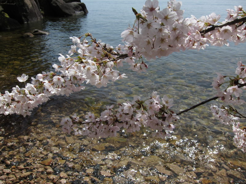 カヤックと桜に酔いしれて（前編）_e0138081_18171766.jpg