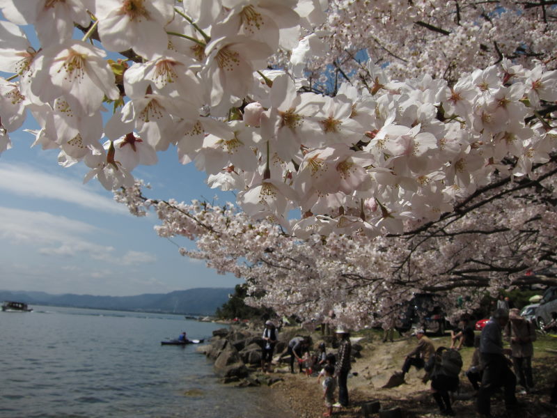 カヤックと桜に酔いしれて（前編）_e0138081_18271477.jpg