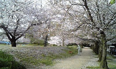 桜のころに_d0061286_23583944.jpg