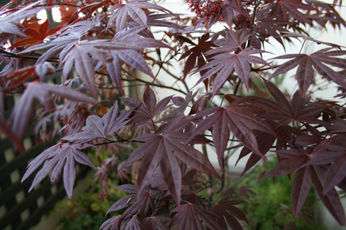 今年も紅葉の新芽がいっぱい。おまけに花も。_d0016587_12422565.jpg