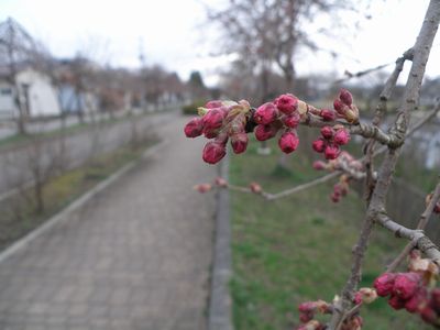 会津の桜はまだまだ蕾_a0096989_2365138.jpg