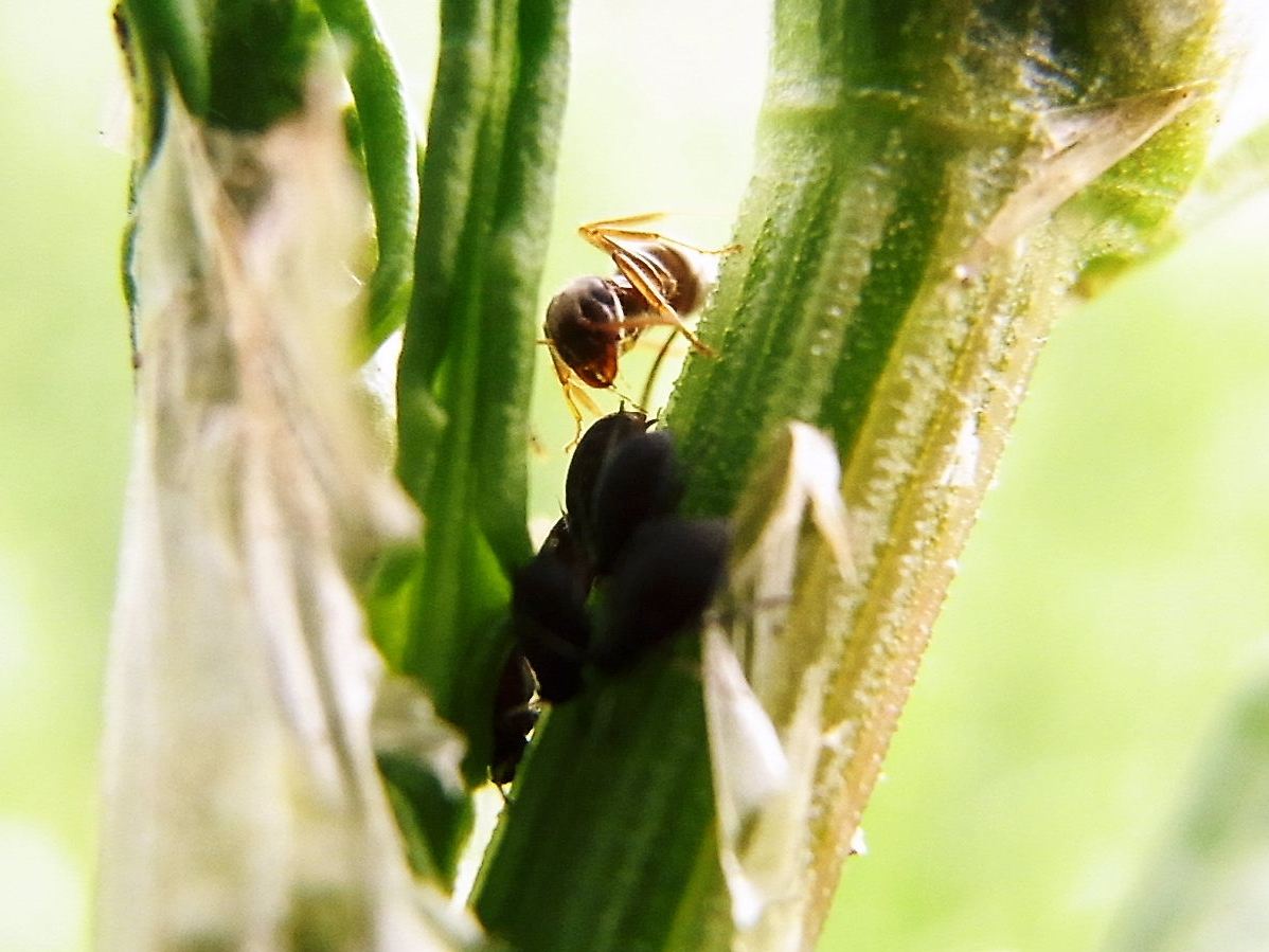 アリとアブラムシ 写ればおっけー コンデジで虫写真