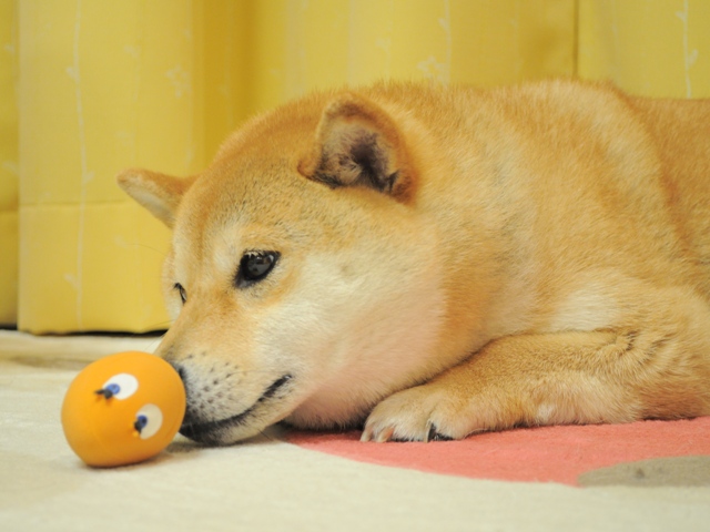 なんで~~~!?_a0126590_2252245.jpg