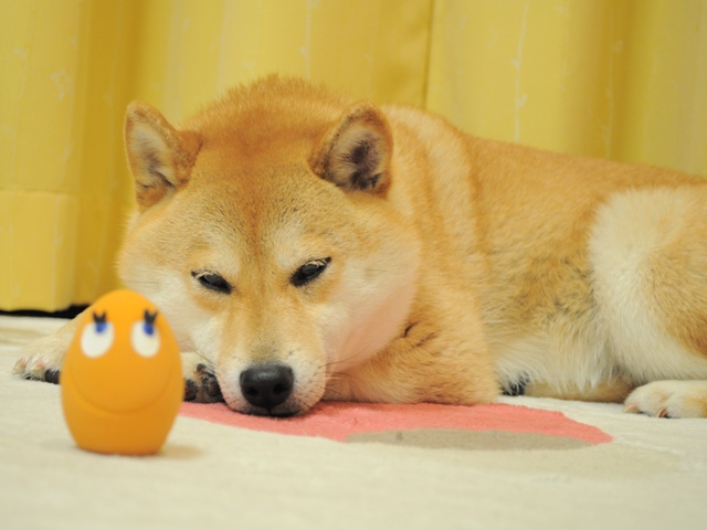 なんで~~~!?_a0126590_22542188.jpg