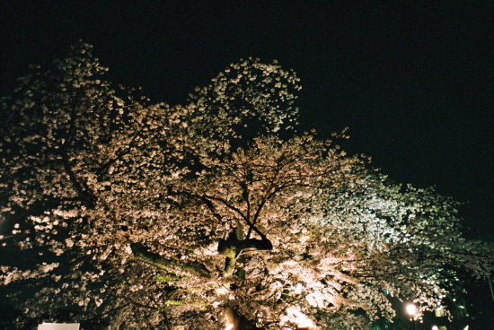 夜桜_a0150396_21234027.jpg