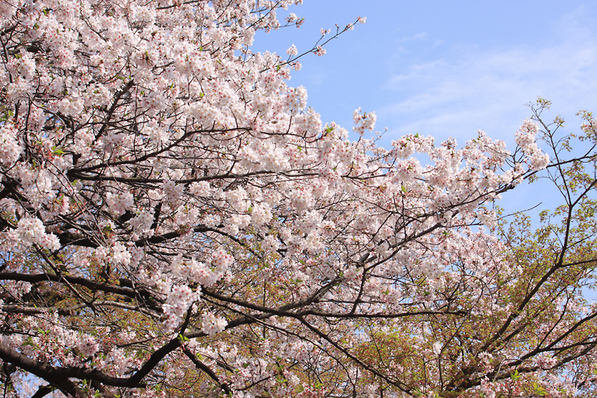 桜_c0172096_0515087.jpg