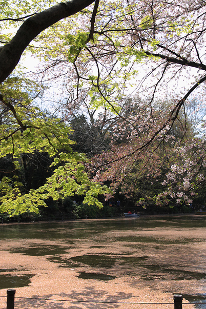 桜_c0172096_0532815.jpg