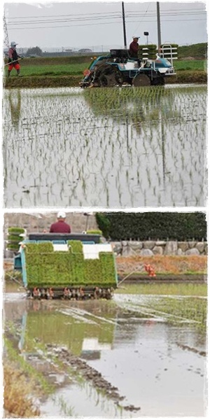 田植えが始まりました_f0176499_22541376.jpg
