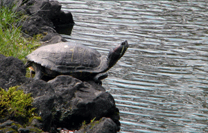 小石川植物園_c0204801_22452395.gif