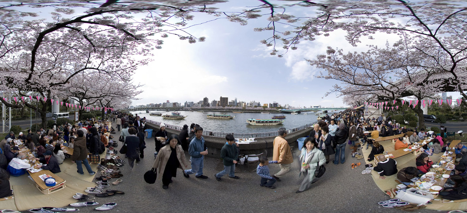 Sumida Park, Cherry Blossom　隅田公園の桜と屋形船_d0108602_0255163.jpg