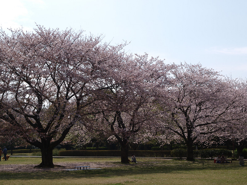 大庭城址公園　桜満開　2010/04/10 その3_a0114003_23332564.jpg