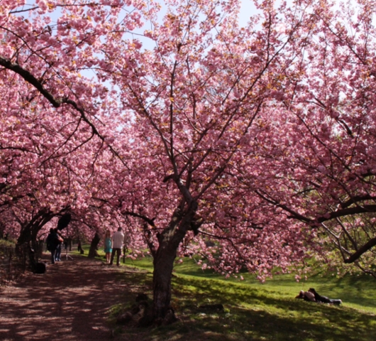 セントラルパークにある桜のトンネル_b0007805_0534991.jpg