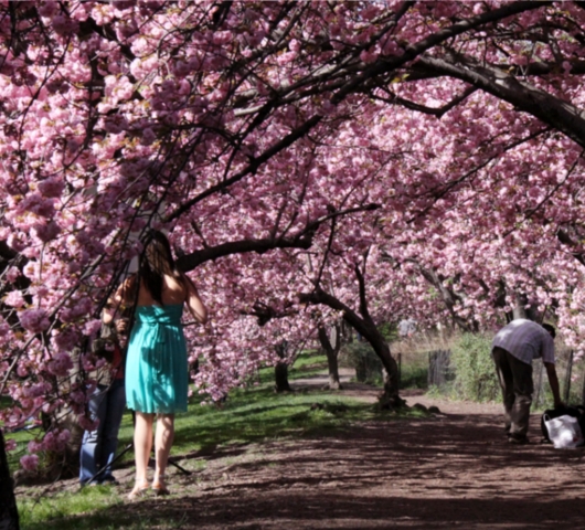 セントラルパークにある桜のトンネル_b0007805_054349.jpg