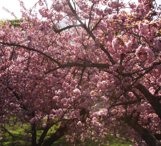 セントラルパークにある桜のトンネル_b0007805_0545395.jpg