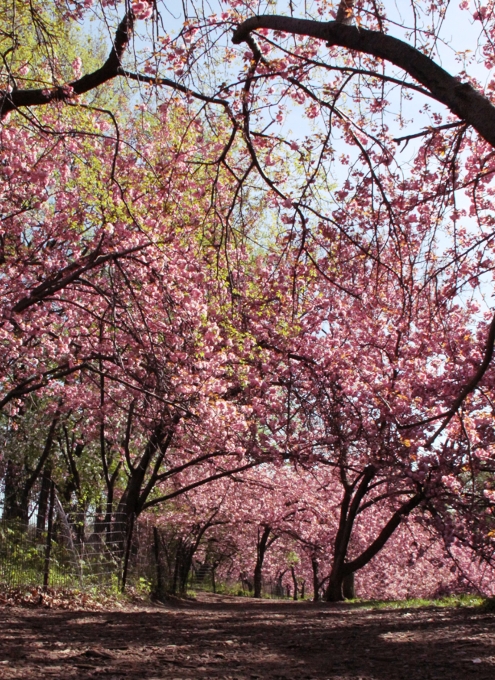 セントラルパークにある桜のトンネル_b0007805_0553056.jpg