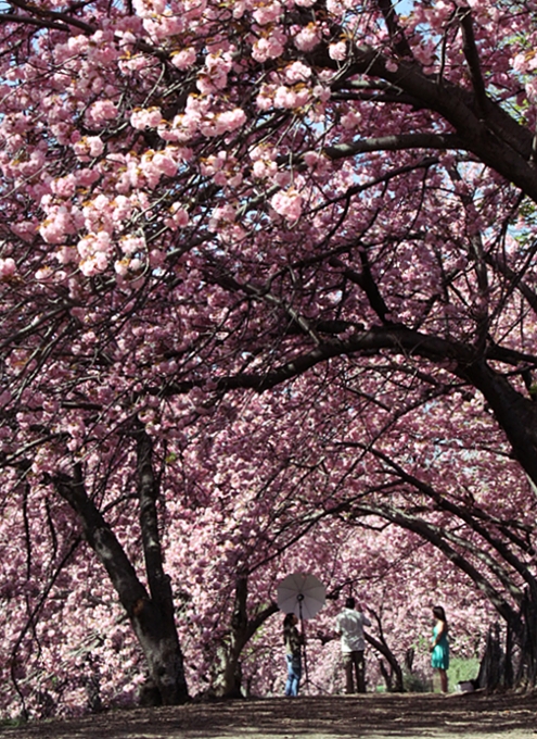 セントラルパークにある桜のトンネル_b0007805_0561878.jpg