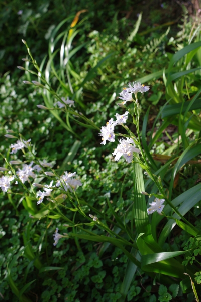 c0156908_05632100.jpg