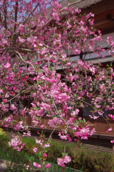 c0156908_173351.jpg