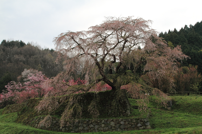 奈良桜オフ第二弾　partⅠ　ｂｙ　PHOTOHITO　WEST_f0210808_229952.jpg