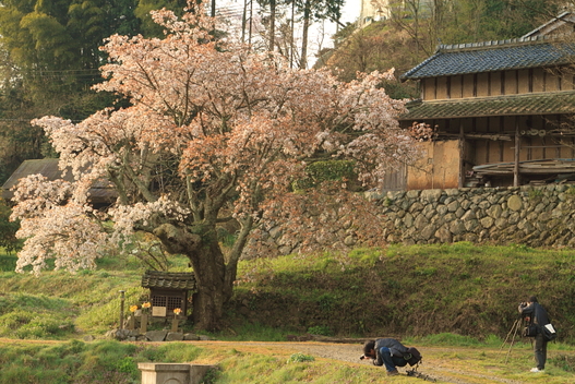 奈良桜オフ第二弾　partⅠ　ｂｙ　PHOTOHITO　WEST_f0210808_2364182.jpg