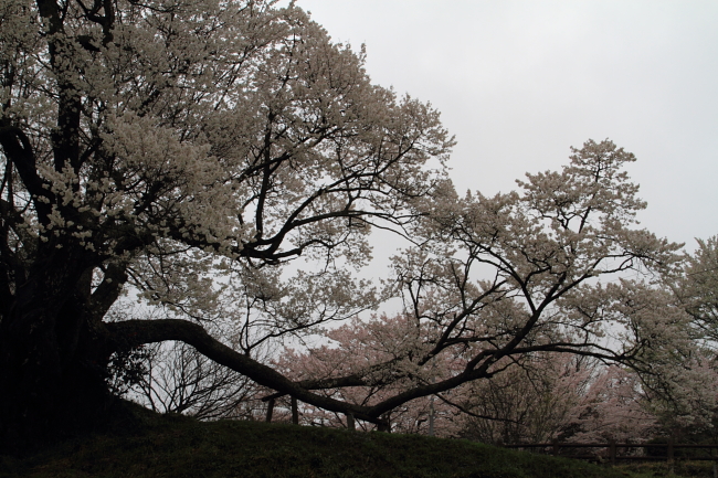 奈良桜オフ第二弾　partⅠ　ｂｙ　PHOTOHITO　WEST_f0210808_244537.jpg