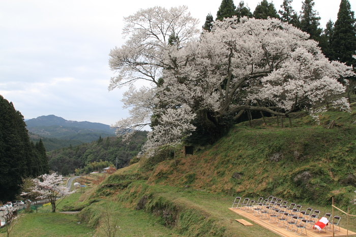 奈良桜オフ第二弾　partⅠ　ｂｙ　PHOTOHITO　WEST_f0210808_2502910.jpg