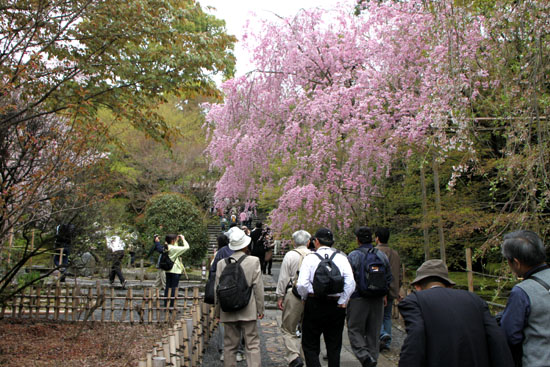 龍安寺 満開_e0048413_23243858.jpg