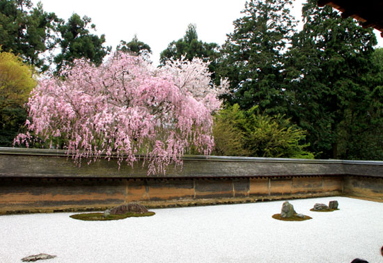 龍安寺 満開_e0048413_23251214.jpg