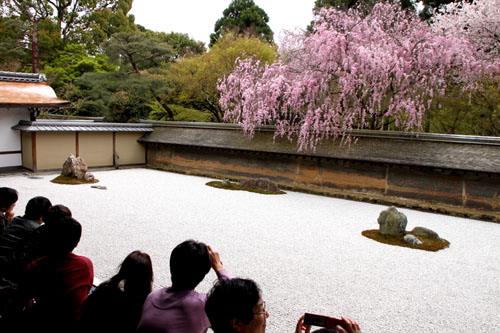 龍安寺 満開_e0048413_23253698.jpg