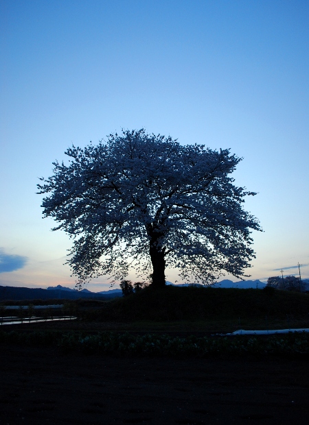 桜2010　夕暮れの一本桜_c0177814_21165772.jpg