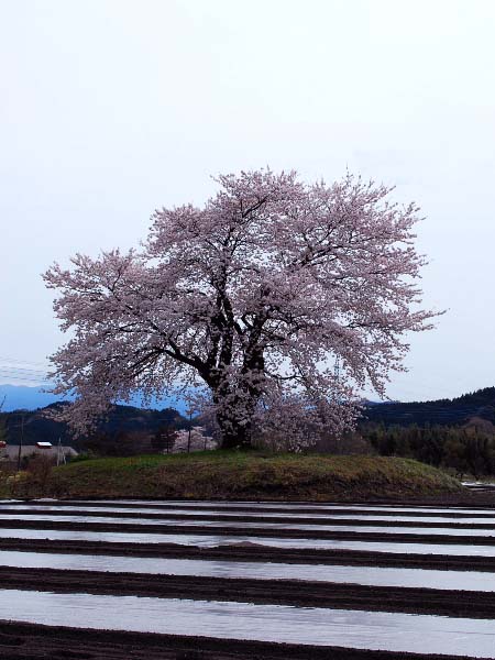桜2010 夕暮れの一本桜_c0177814_21352448.jpg