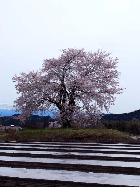 桜2010　夕暮れの一本桜_c0177814_21352448.jpg