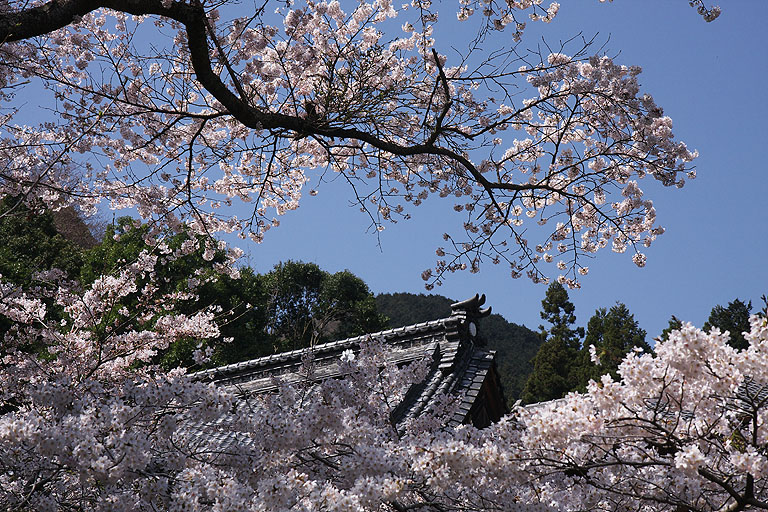 龍隠寺の満開の桜_b0010915_21285825.jpg