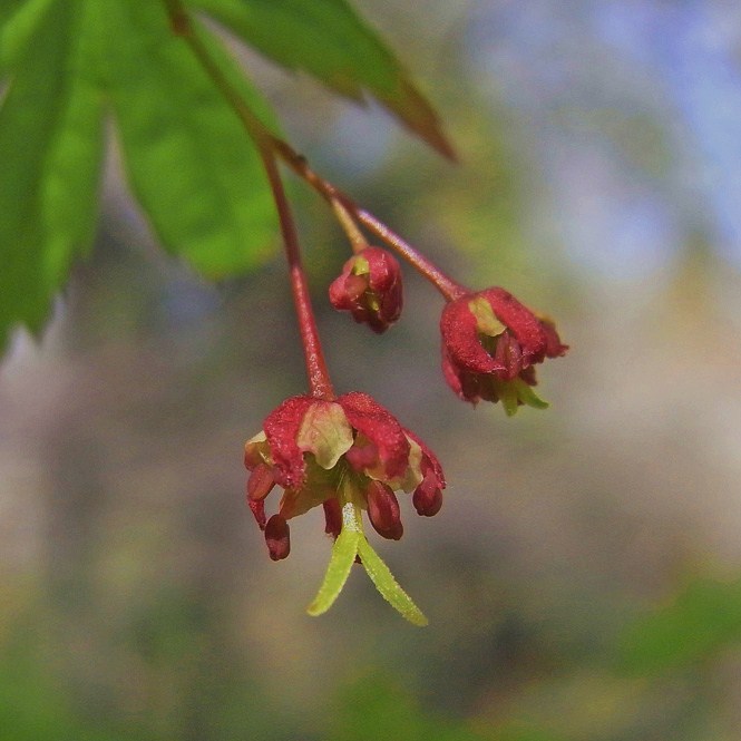 イロハモミジの両性花 樹木見て歩き