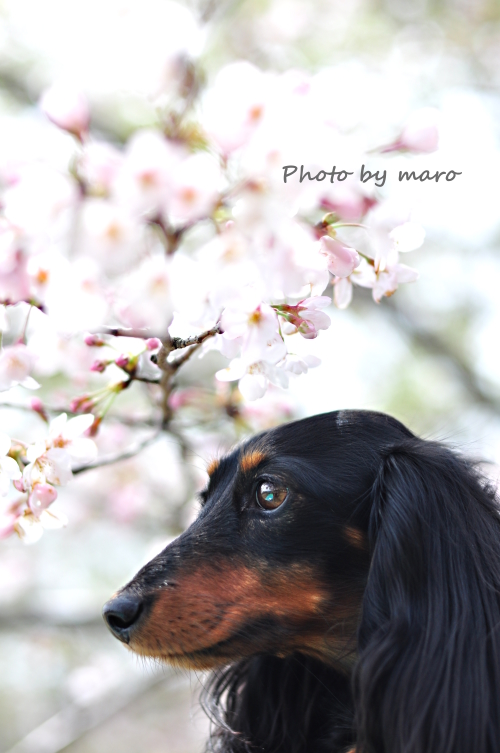 麻呂犬と花見川の桜♪♪_e0160417_8382381.jpg