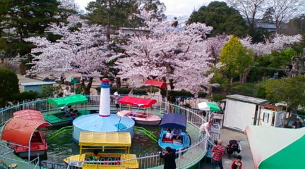 桜アルバム〜京都動物園_f0229618_150556.jpg