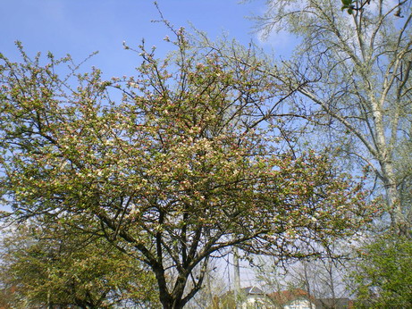 c0124619_5484838.jpg