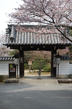 京のさくら２００８　　～青連院～_e0119120_18482791.jpg