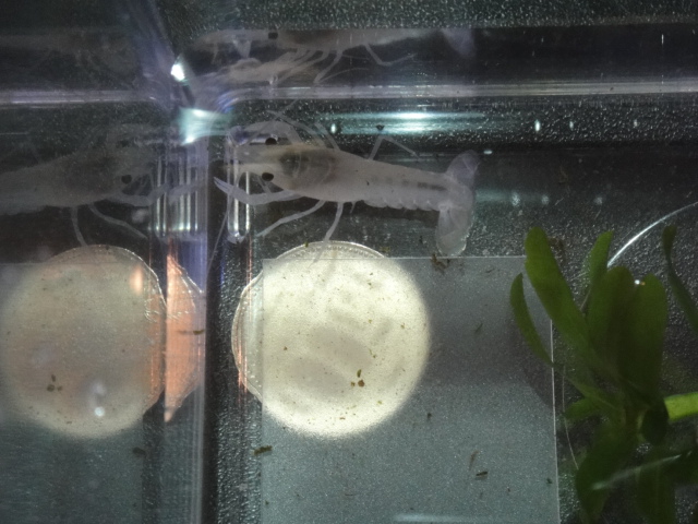 水草・淡水魚_f0189122_1325344.jpg