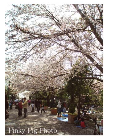 sakura2010_f0192530_9474264.jpg