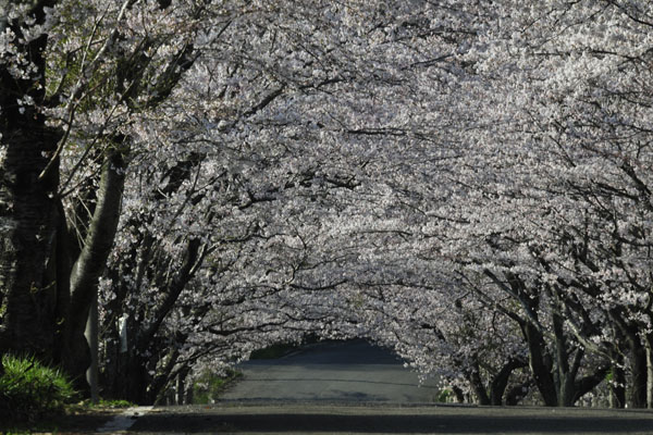 においたつ　並木の坂の　花くぐり_c0182231_10581981.jpg