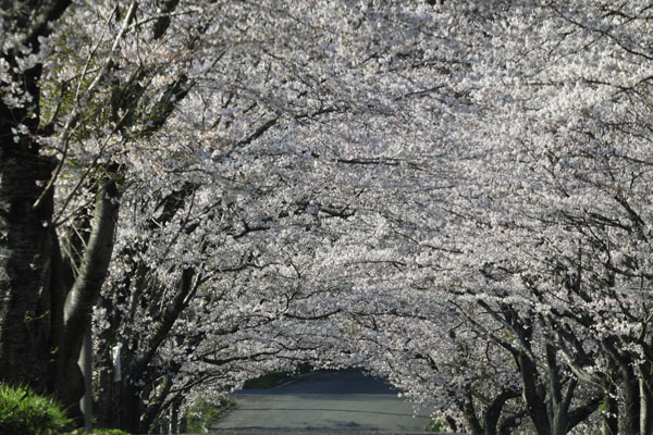 においたつ　並木の坂の　花くぐり_c0182231_1058337.jpg