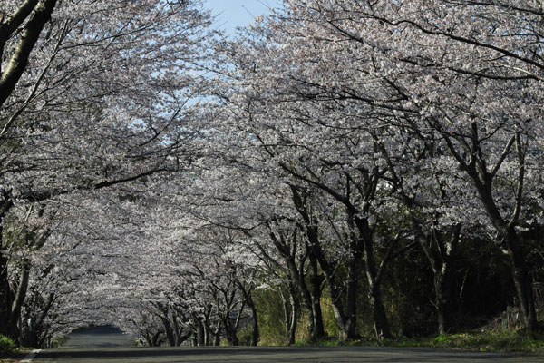 においたつ　並木の坂の　花くぐり_c0182231_10593267.jpg