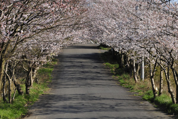 においたつ　並木の坂の　花くぐり_c0182231_110132.jpg