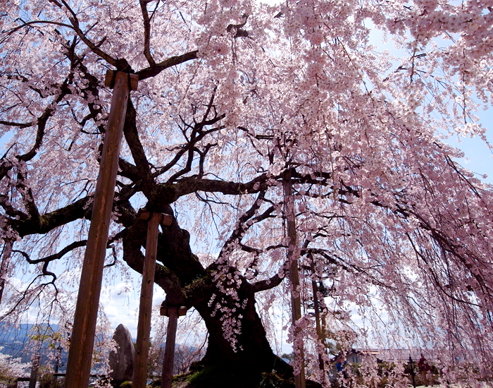 元善光寺 と 麻績の里 舞台桜_c0187138_12342099.jpg