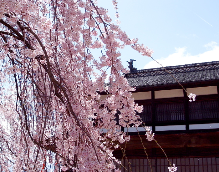 元善光寺 と 麻績の里 舞台桜_c0187138_12359100.jpg