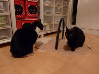 ぎゃぉすダッシュ猫 空のぇる編。_a0143140_2338426.jpg