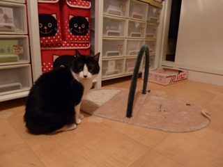 ぎゃぉすダッシュ猫 空のぇる編。_a0143140_23424995.jpg